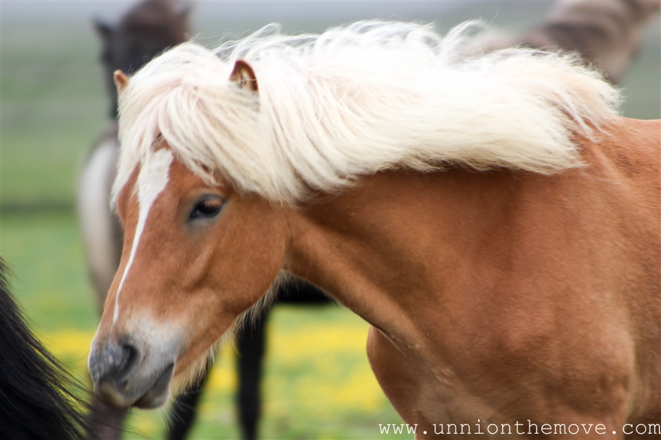 An Icelandic horse