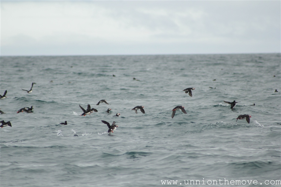 Puffins taking off near the Puffin Island in Husavik
