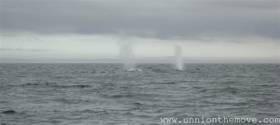 Two blue whales spraying out of their blow holes
