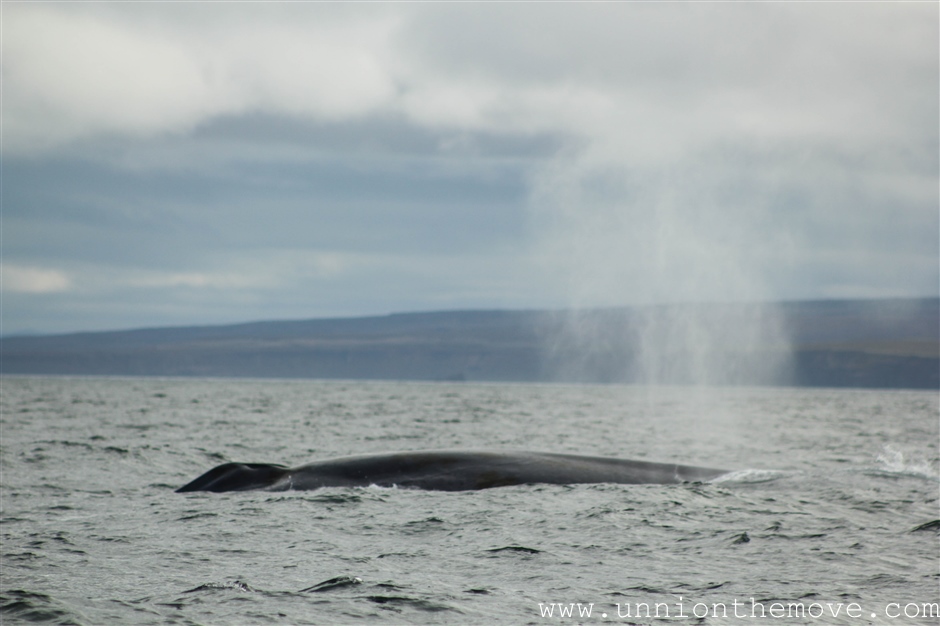 Whale watching photography tips